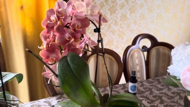 Фаленопсис « Дарвин» и « Горизонт» домашнее цветение ? смотреть онлайн