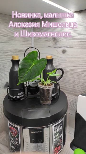 Новинки алоказия мишольца и шизмотоглоттис.