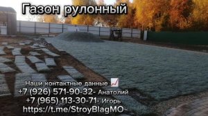 Газон рулонный