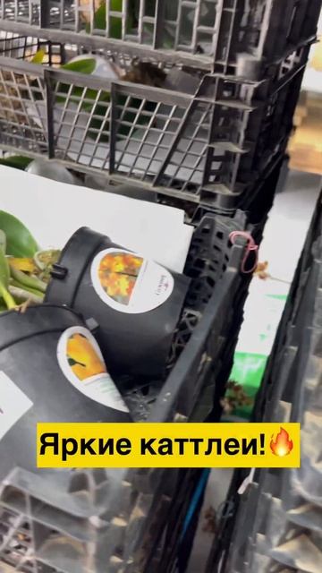 #orchid #орхидеи #фаленопсис #орхидеибабочки #данапротасо смотреть онлайн