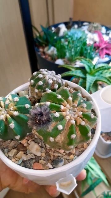 Ржавый Эхинопсис Субденудата (Echinopsis subdenudata хочет жить?