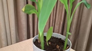 Тропическая красавица Геликония: простой уход в домаш