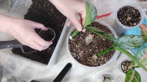 МК Снимаем детку аглаонемы с пня 🙏 Стимулируем появл?