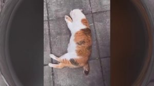 КотЭ (1)