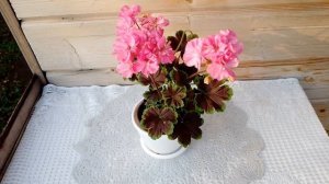 Пеларгония Odensjö Black Mamba