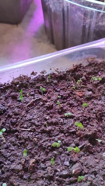 Всхожесть клубники отличная! Свои семена! смотреть онлайн