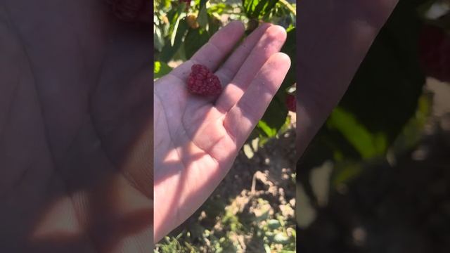 Делнива - ремонтантная малина.  первое плодоношение. В? смотреть онлайн