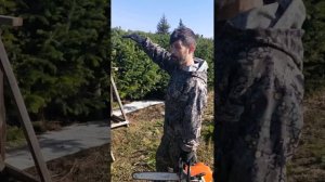 живой забор из пихты сибирской 🌲🌲🌲🌲🌲🌲🌲🌲🌲🌲?