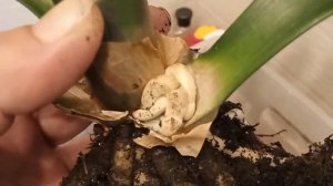 кливия в горшке с фитилем