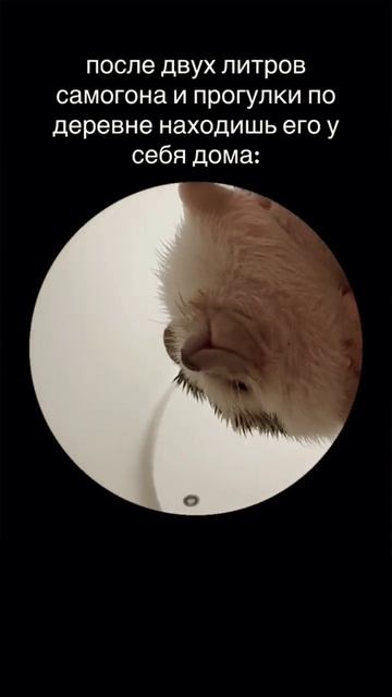 После бухича может быть что угодно)#ёж#кателкател#смех смотреть онлайн