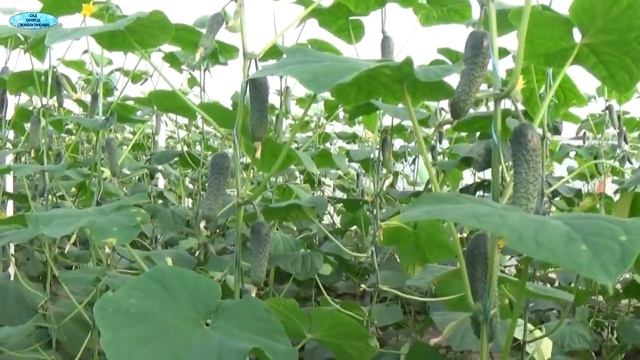 ОГУРЦЫ при такой формировке дают СУПЕР УРОЖАЙНОСТЬ, МЕГА СУПЕР СПОСОБ!!! ( это работает!)