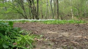 Весна 2025 в ботаническом саду