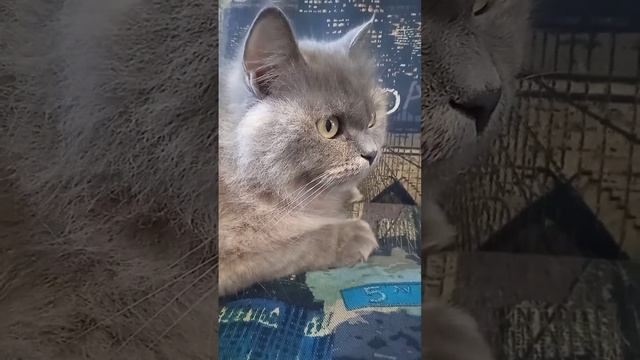 Кот вернулся домой из леса!Ржачный анекдот смотреть всем!!! смотреть онлайн