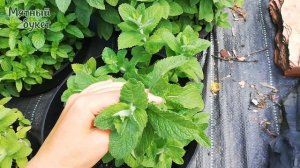 Яблочная мята