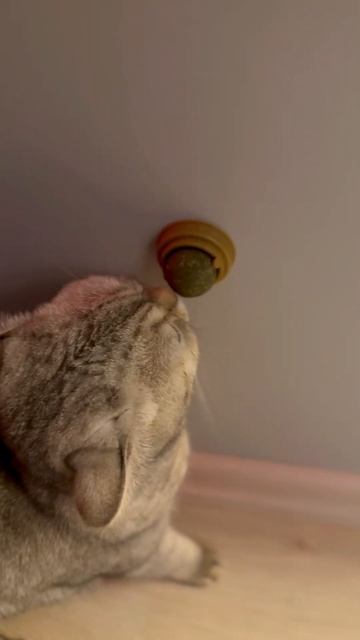 Кошачья мята и Лира