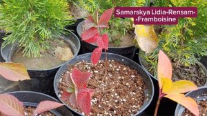 НОВЫЕ СОРТА гортензий. Что нас ждёт?#гортензии