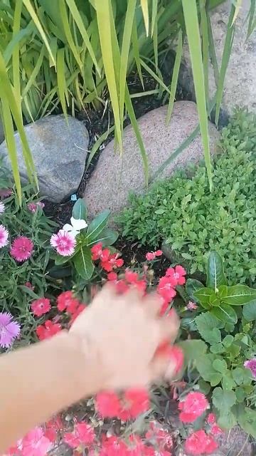 Придётся пересаживать. Гвоздика китайская (Dianthus chinensis)