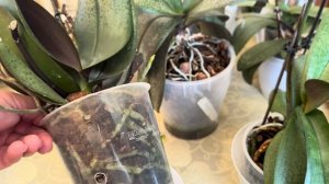 Орхидеи « Парфюмерные фабрики» как ухаживаю после пок