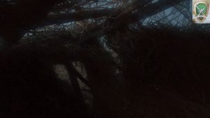 Охота на тетерева на току 2025