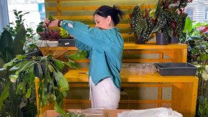 ОБЗОР растений🌱распаковка поставки растений из Голл