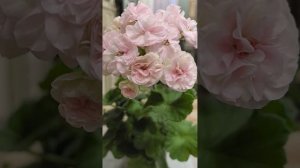 Ю_Менуэт Пеларгония Герань