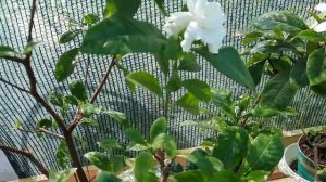 #Гардения жасминовидная. Тунберга. Уход в домашних усл