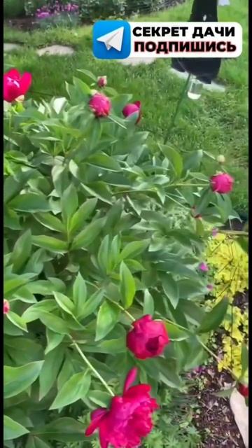 Все секреты огорода по ссылке в шапке профиля. #огород смотреть онлайн