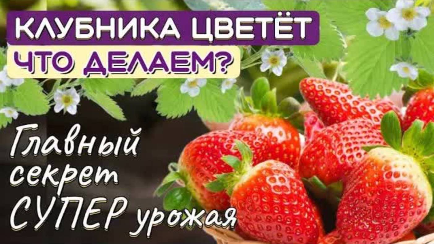 Клубника ЦВЕТЁТ! Лучшая ПОДКОРМКА клубники во время ЦВЕТЕНИЯ для СУПЕР УРОЖАЯ крупных ягод!