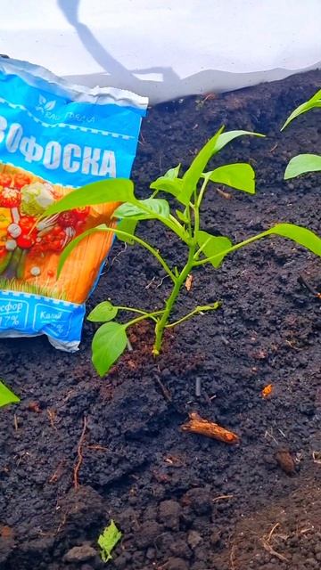 Высаживаю рассаду перца.Средний Урал.31.05.24 г.#Shorts смотреть онлайн