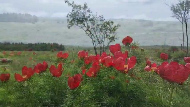 КРЫМ.  КАРАБИ ЯЙЛА.  ПИОНЫ.