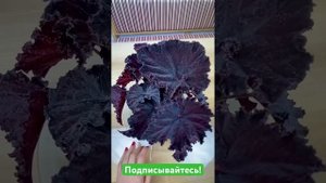 Таинственная бегония с бархатными листьями #begonia