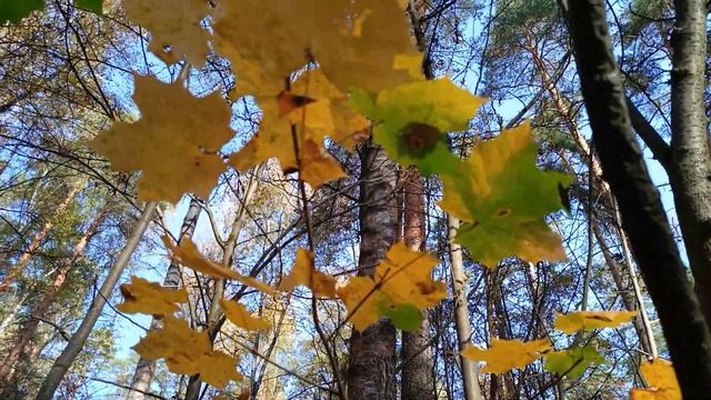 клён 🍁 картина 🖼 парк смотреть онлайн