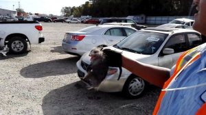 35. Opossum, Опоссум спрятался под капотом авто