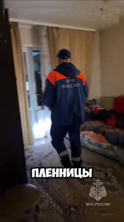 Бусик запер хозяйку #кот #Биробиджан #животные #мем #юмор #новости #россия #shortvideo #shorts #чп