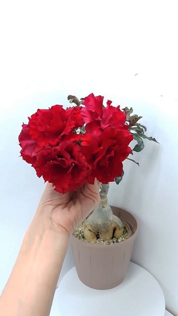 Красный бриллиант❤️ Решила не опылять в этот раз. Над