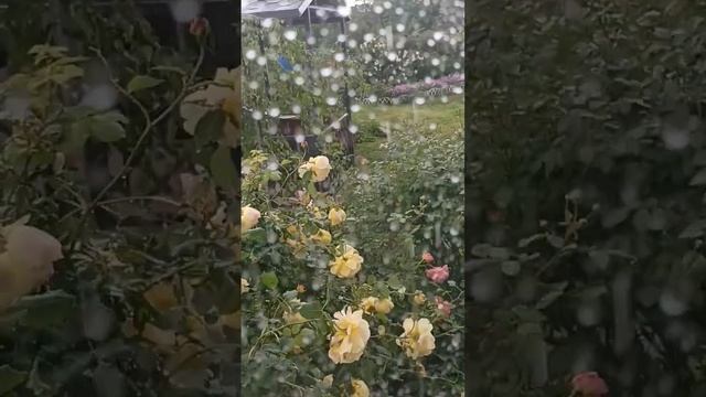 Краснодарский край. Погода не дает насладиться цветен смотреть онлайн