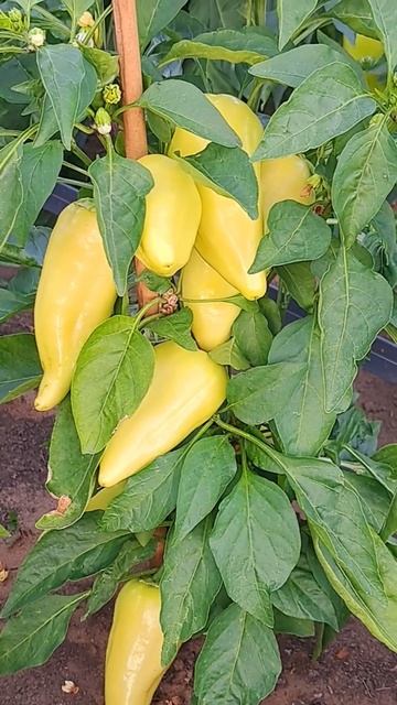 Ездили на участок! Появились огурчики! Перец краснеет! смотреть онлайн