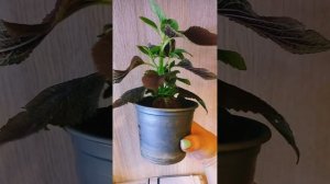 Колеус Алабама Сансет в обзоре