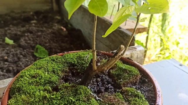 Корневое черенкование хурмы спустя три года смотреть онлайн