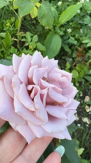 РОЗА КОКО ЛОКО /СОУЛ СИСТЕР #розы #angelsgarden #сад смотреть онлайн