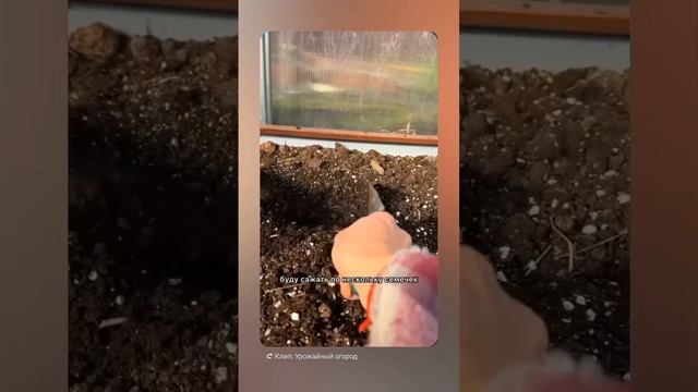 способ чтоб весну не возиться с рассадой.просто посее? смотреть онлайн