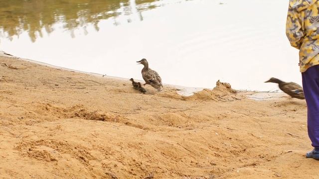 На озере Блюдце в Орехово. смотреть онлайн