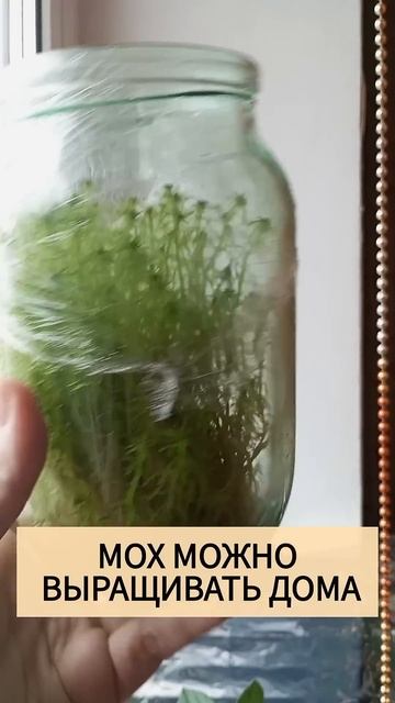 Можно ли выращивать мох сфагнум дома #мох #орхидеи #ком смотреть онлайн