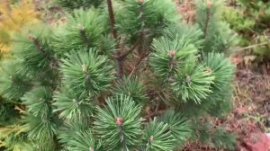 На даче 20-21 октября 2024. Хвойные на участке и их обрезка.