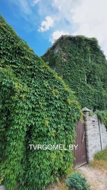 Самый зеленый дом нашли в Гомеле смотреть онлайн