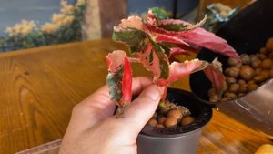 Transitioning into LECA from Fluval Stratum & Pon (Ginny Galaxy Begonia) + 3 Week Update