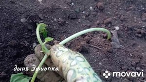 эксперементальная дыня Эфиопка приехала на дачу...