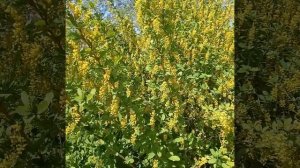 барбарис казахстанский  барбарис кустарник цветет