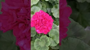 Пеларгонии Highfield's Ballerina и Hope J.P. Bartlett