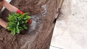 установка бордюров для клумбы своими руками